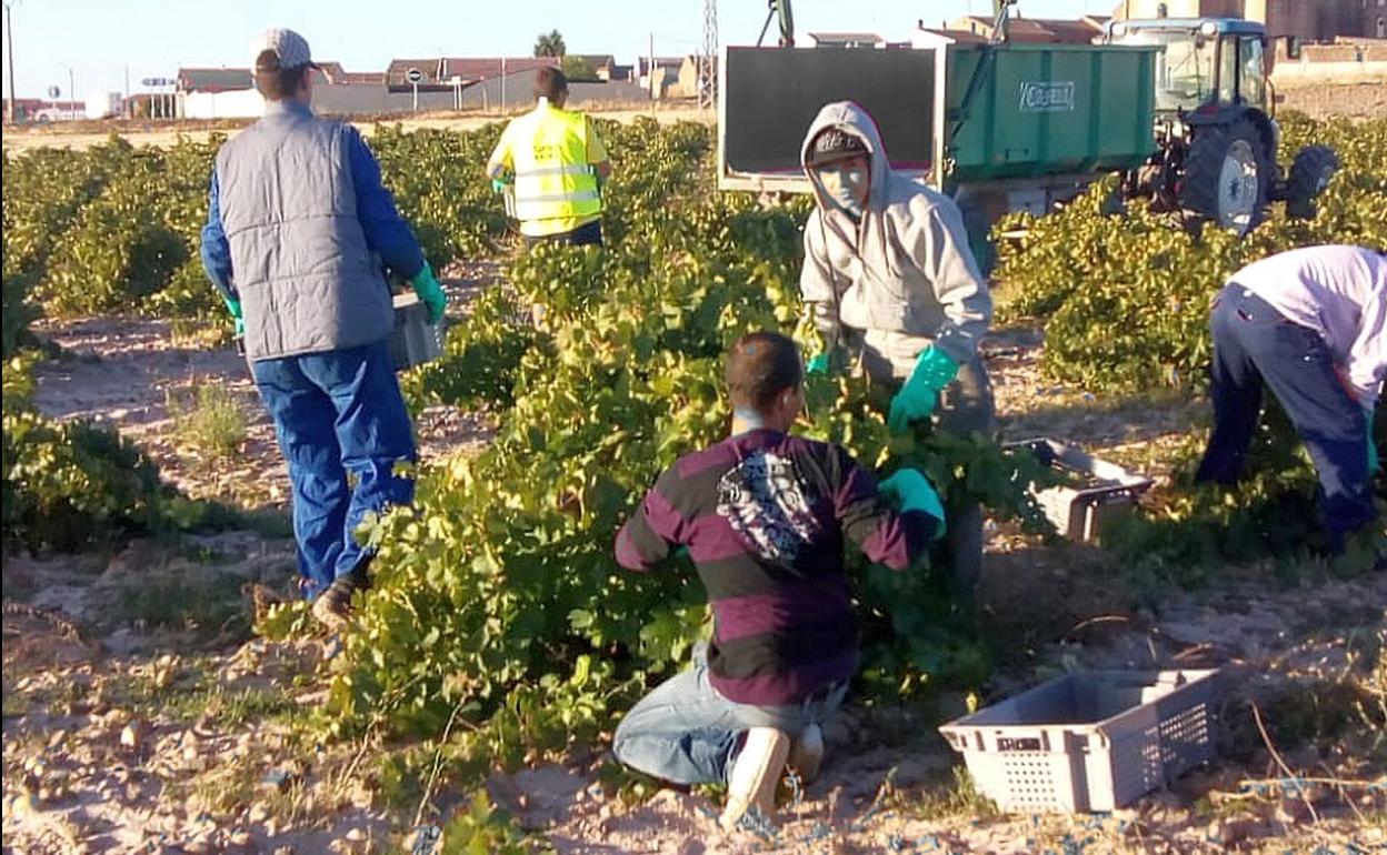 La cosecha de la DO Rueda alcanza los 7.000 kilos por hectárea en Segovia