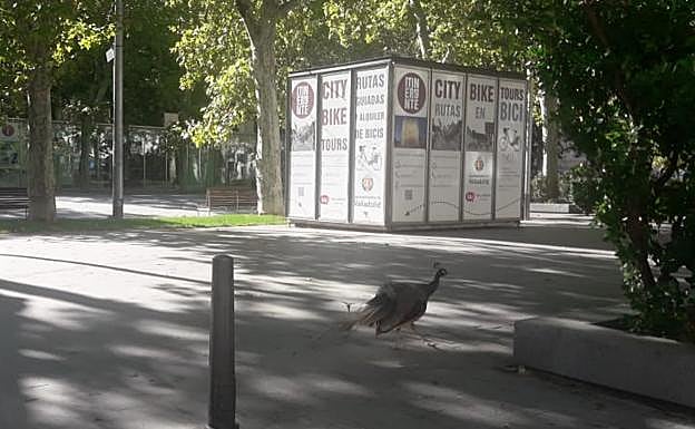 Un pavo pasea por la Acera de Recoletos. 