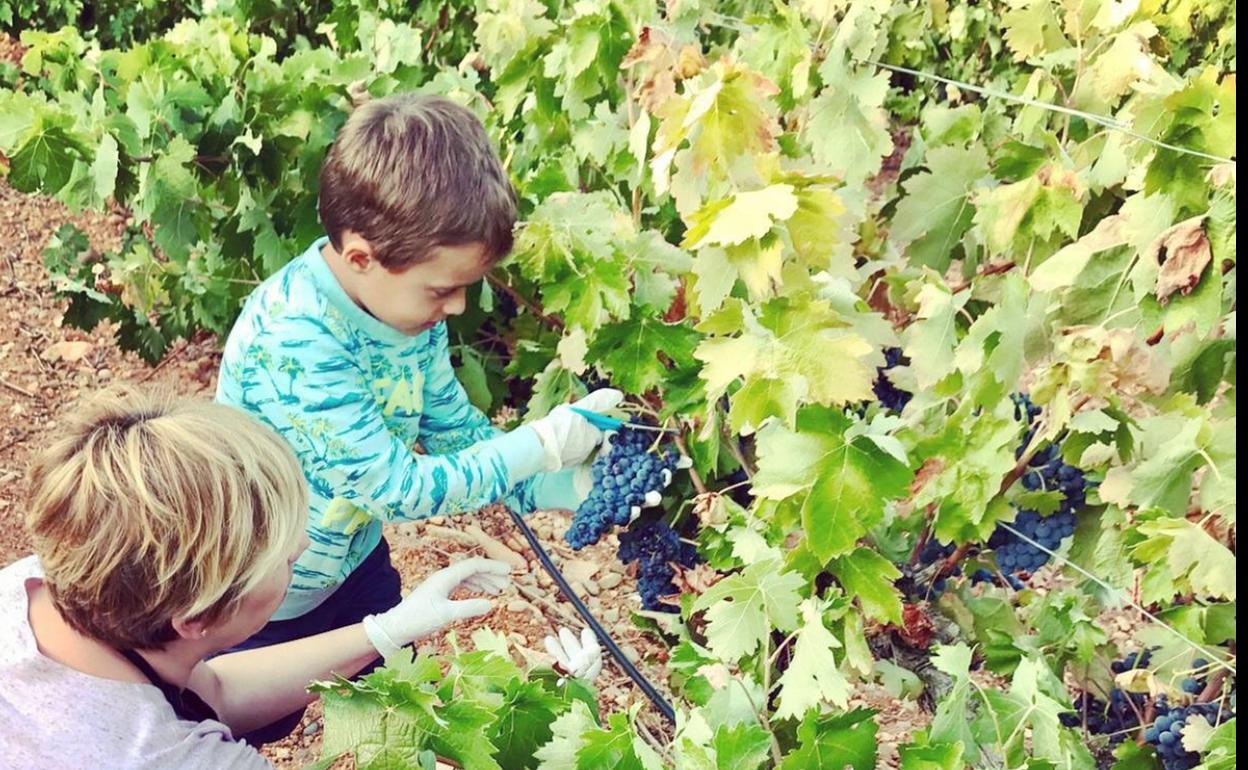 Un escolar corta un racimo de la variedad tinta de toro, en el majuelo que rodea Leberalia. 