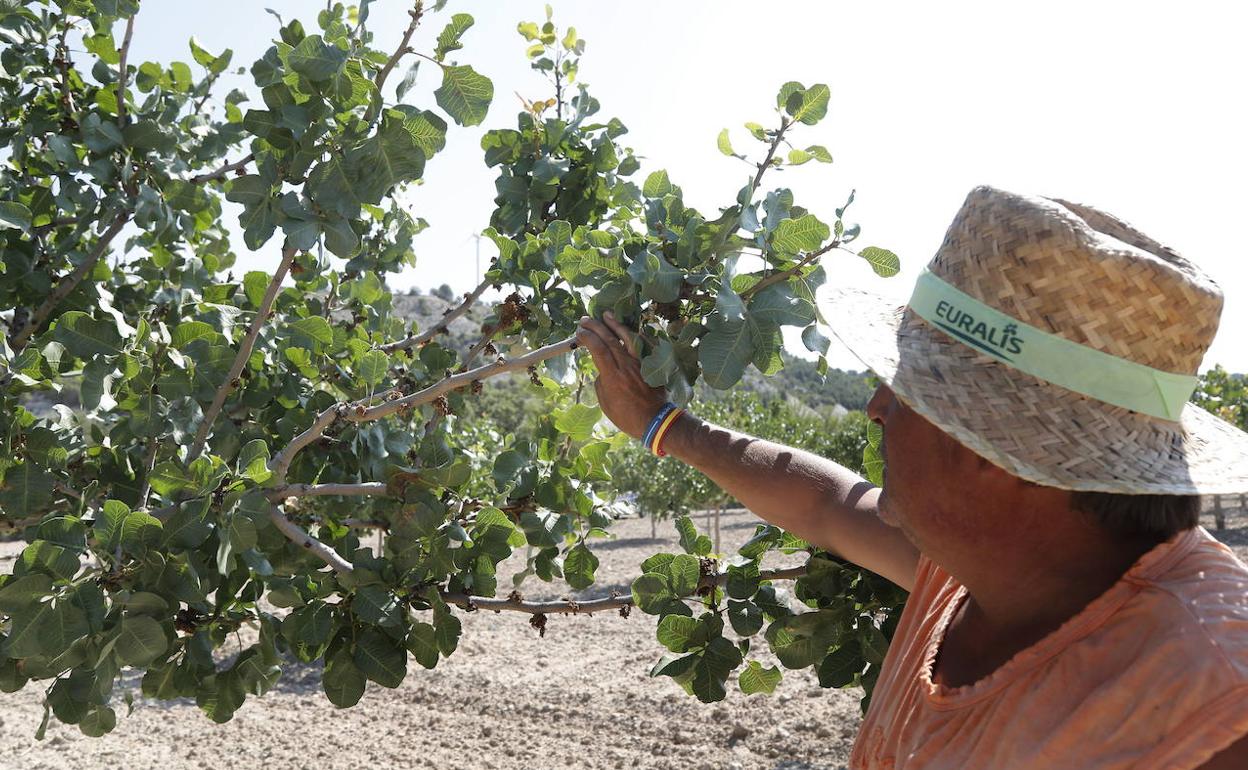 Plantación de pistachos con árboles de seis años en Población de Cerrato, Palencia. 