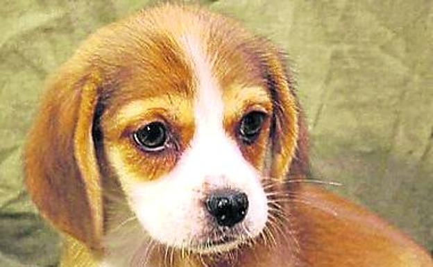 La fusión entre el siempre combinable pequinés y el beagle da lugar a una adorable mascota de tamaño medio.