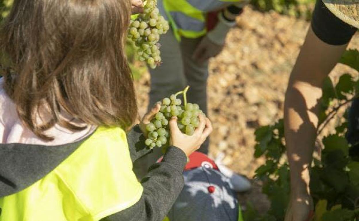 Vendimia en Cuatro Rayas, en la Denominación de Origen Rueda