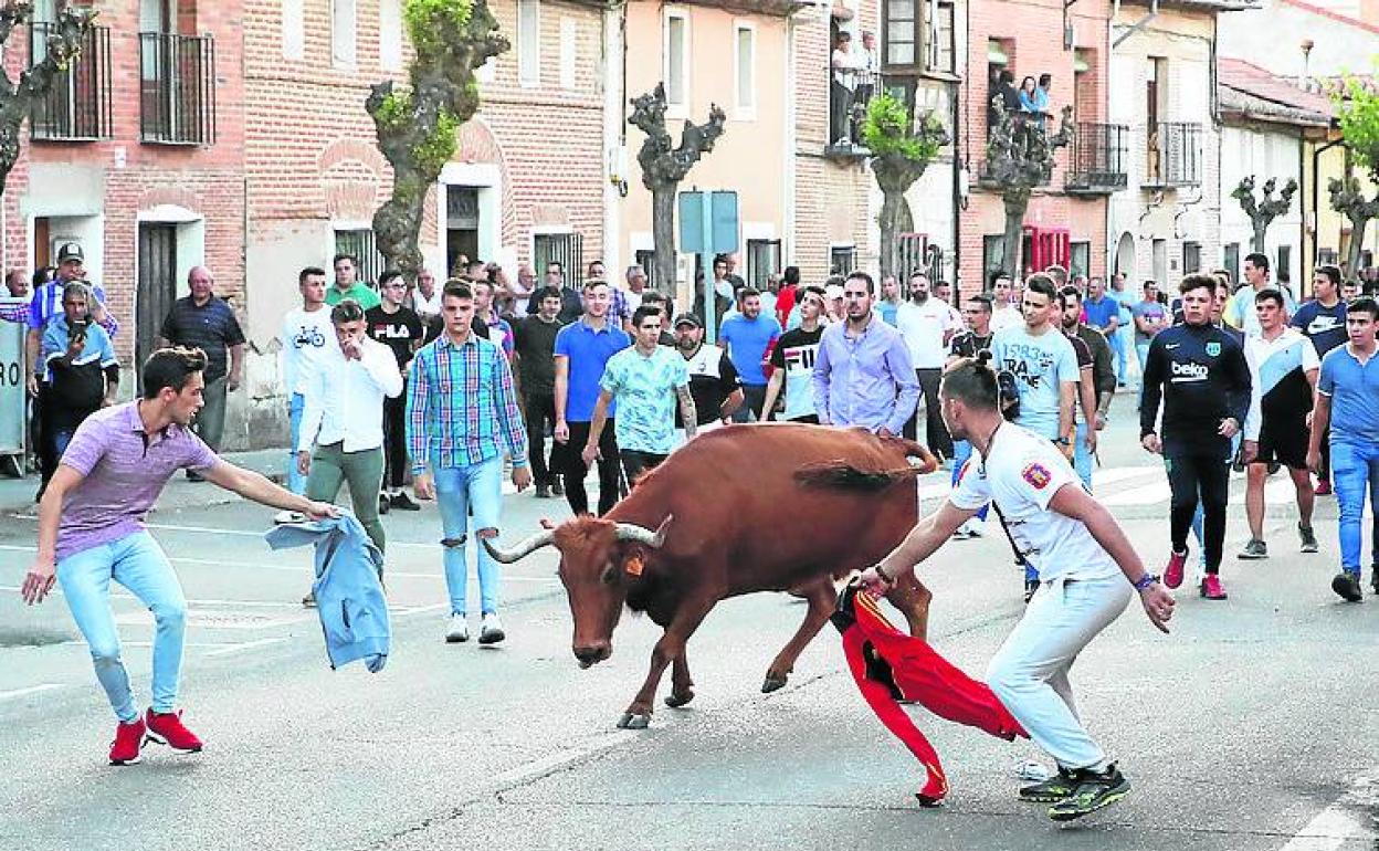 Dos jóvenes citan con chaquetas a una de las vacas. 