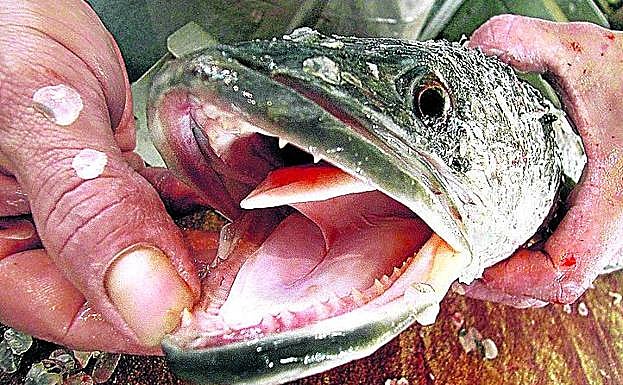 Un detalle de la boca de un pez cabeza de serpiente.