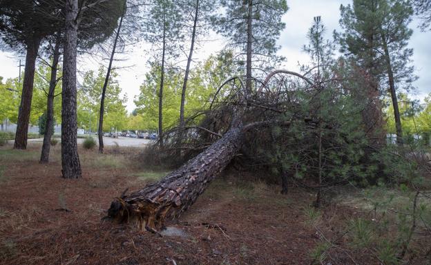 Imagen principal - Árboles caídos o con ramas secas, cajas del gas rotas o socavones en aceras y viales secundarios. 