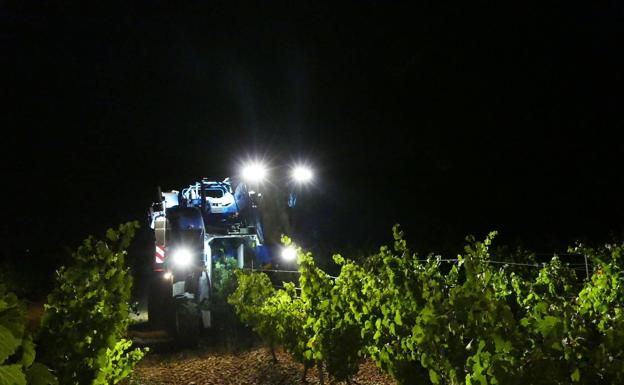 Vendimia nocturna en Rueda. 