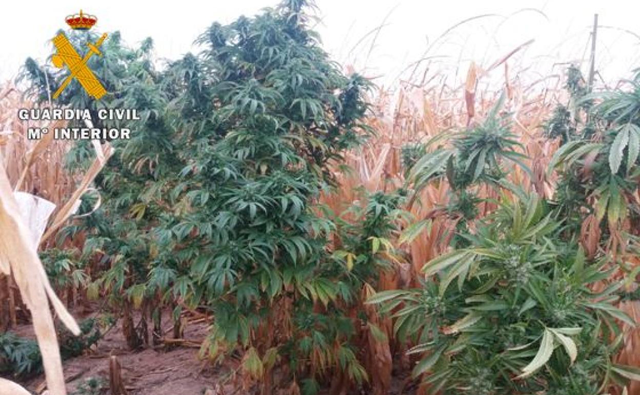 Foto de las plantas incautadas en Bercero por la Guardia Civil.