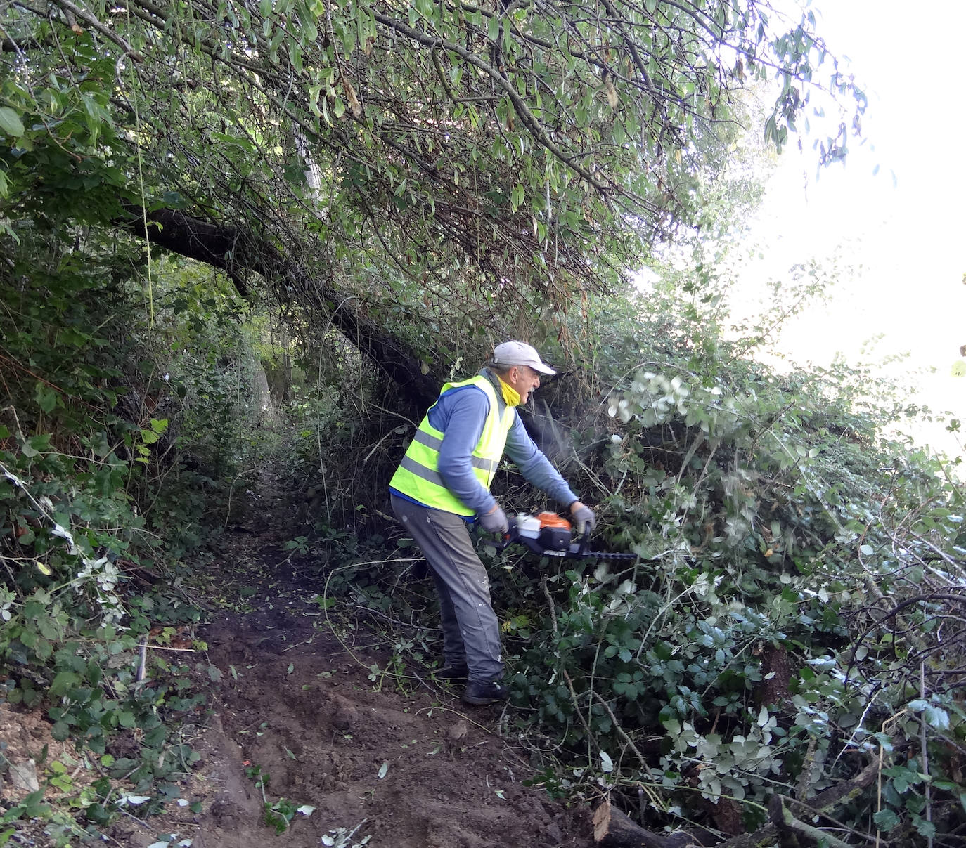 Limpieza de la senda del Pisuerga. 