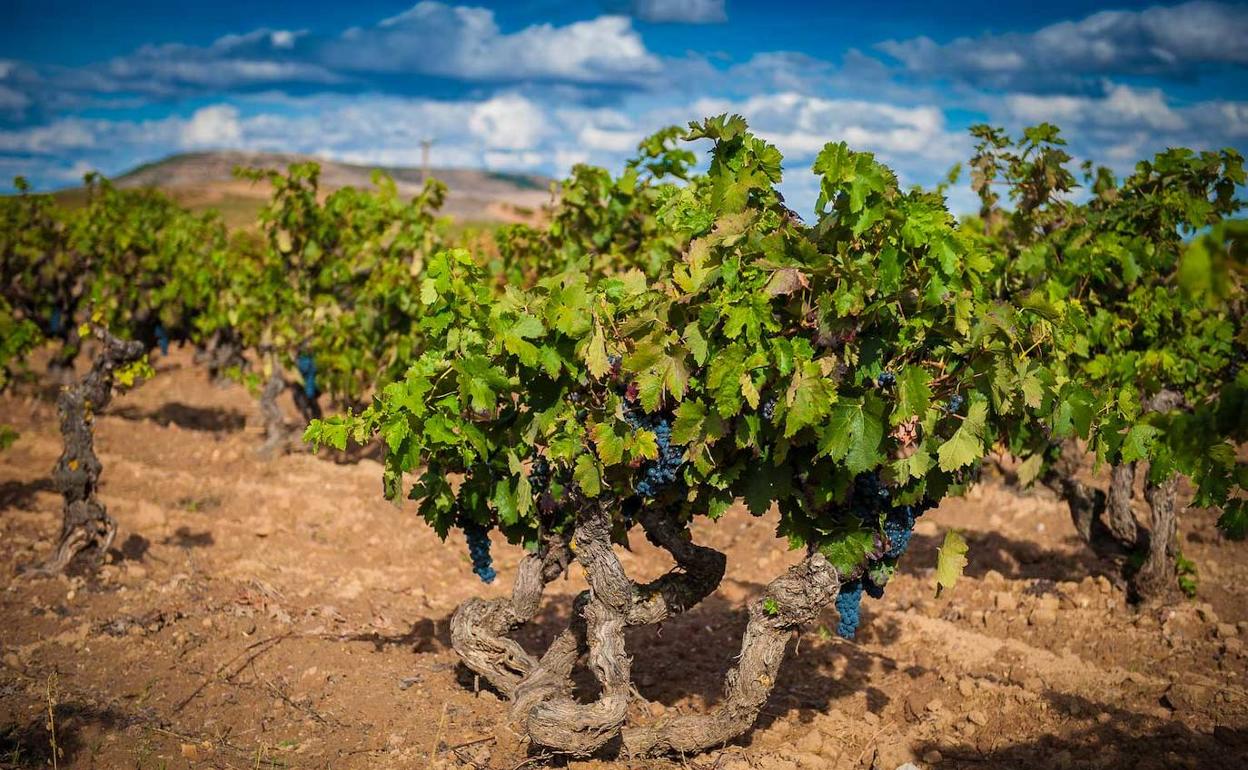 Cepas de tempranillo en la Ribera del Duero. 