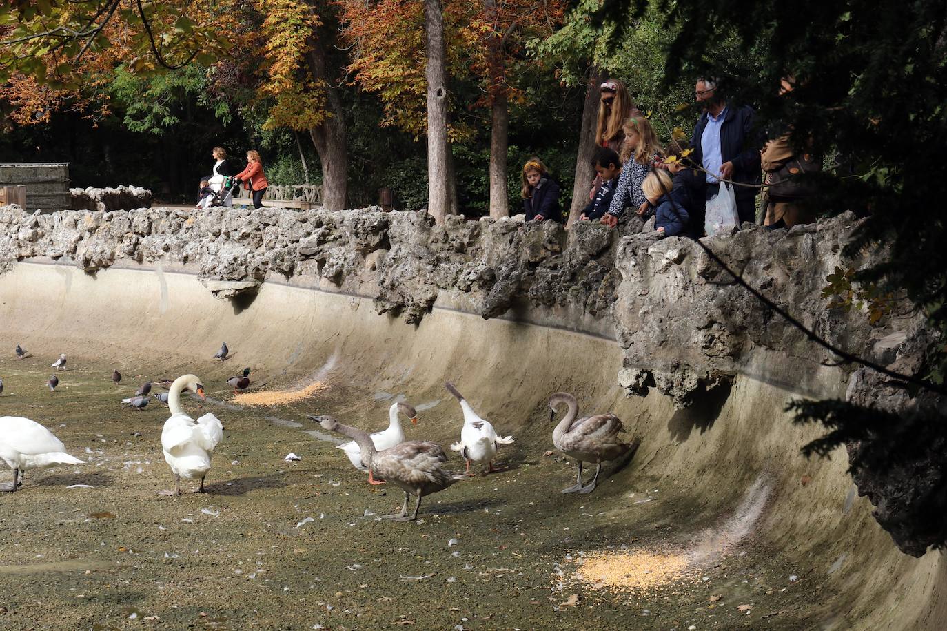 Los operarios vacían el canal, una vez despejado el estanque, ante la curiosa mirada de familias y paseantes y el apiñamiento de los habitantes acuáticos del parque.