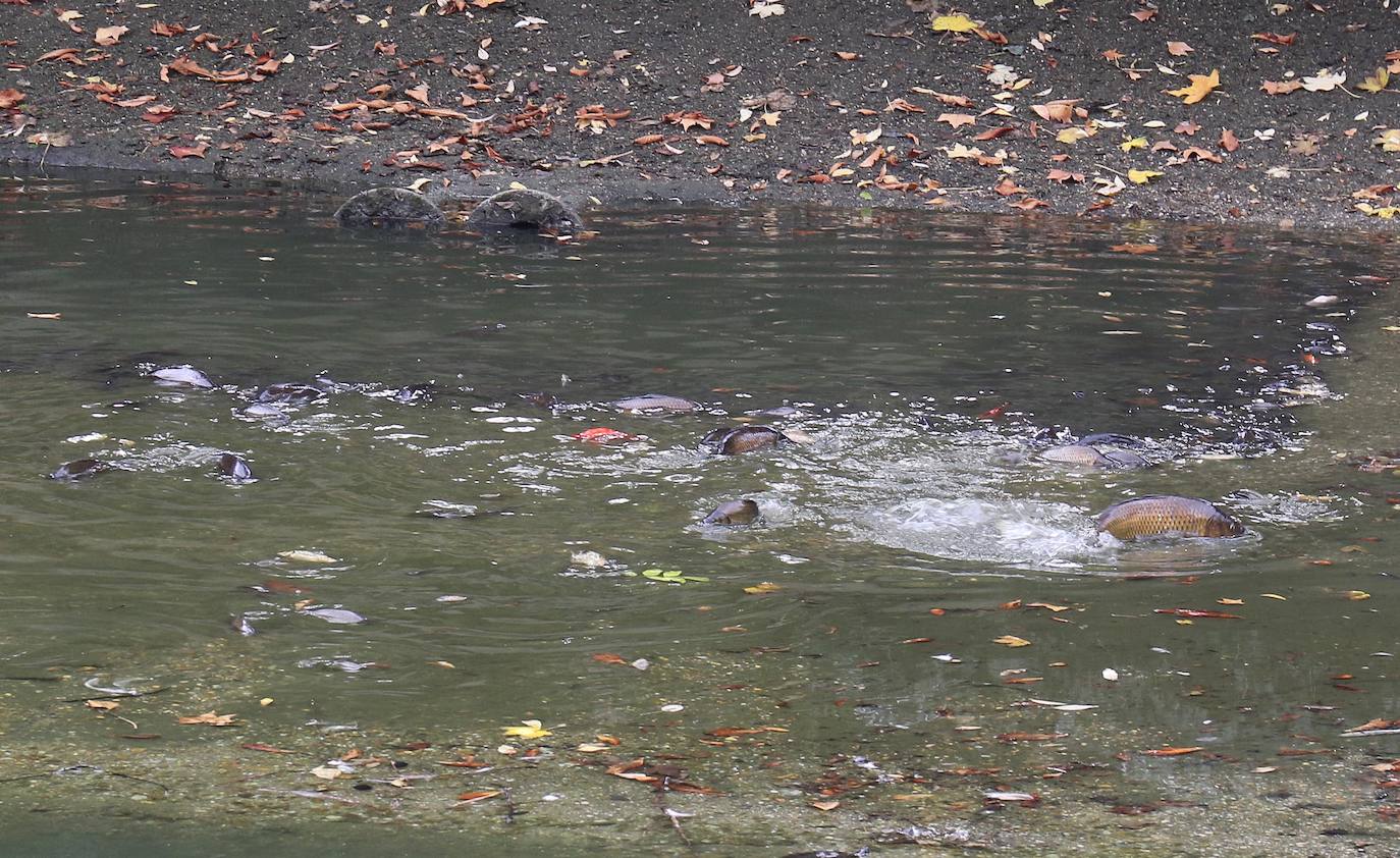 Los operarios vacían el canal, una vez despejado el estanque, ante la curiosa mirada de familias y paseantes y el apiñamiento de los habitantes acuáticos del parque.