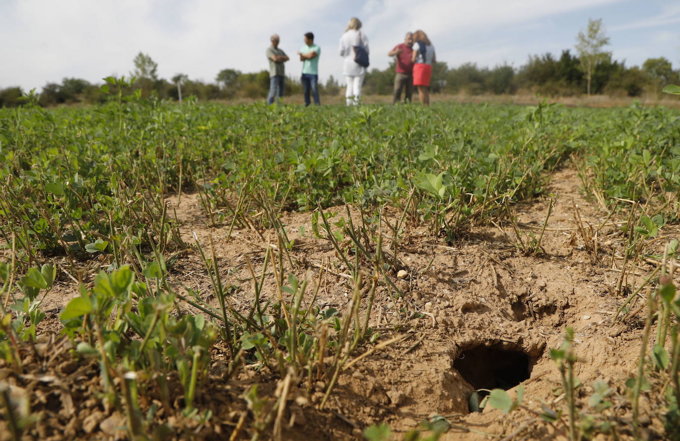 Tres nuevos casos de tularemia elevan los afectados a 57 en Palencia