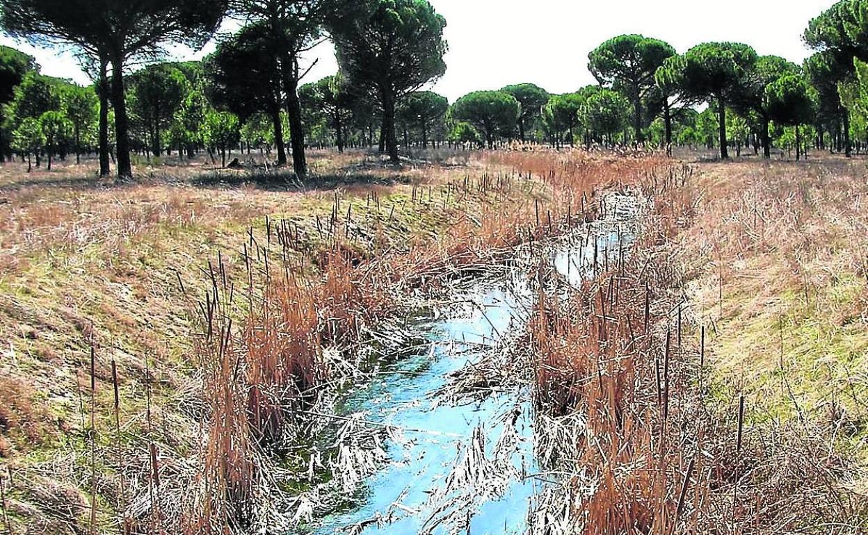 Arroyo Sangujero a su paso por Hornillos de Eresma. 