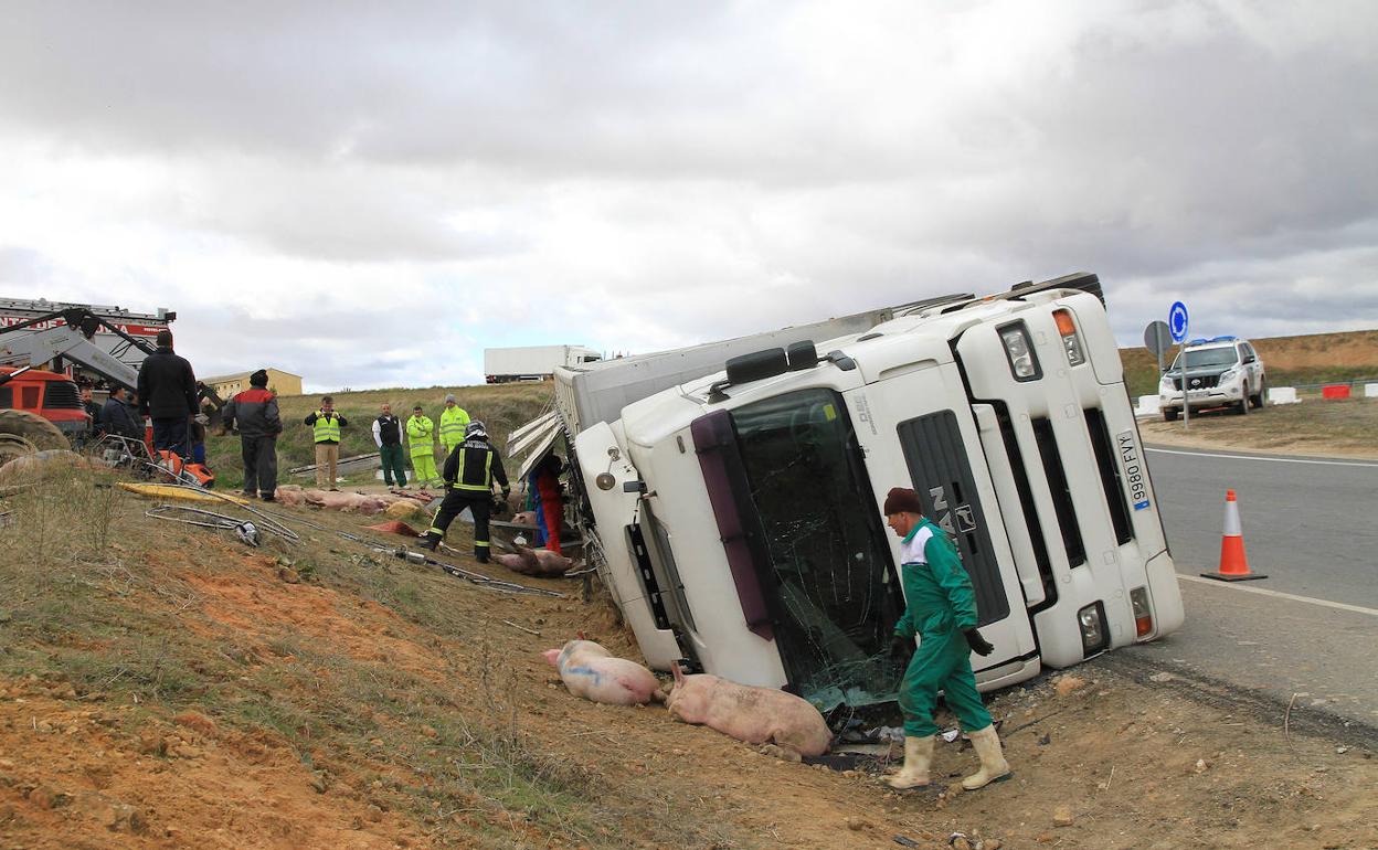 Trabajos para extraer los animales muertos del camión accidentado.
