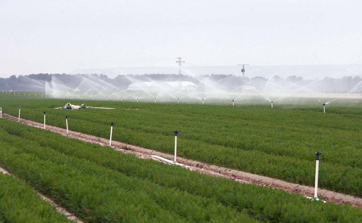 Cultivo de regadío en Cuéllar. 