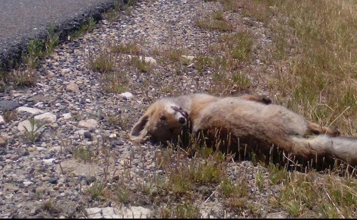 Imagen de un zorro atropellado. 