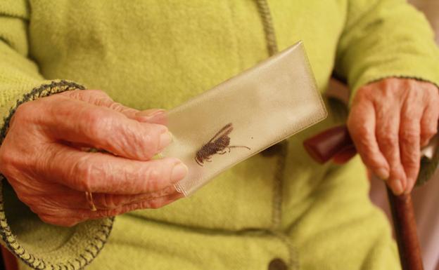 Una vallisoletana de 96 años pasa cuatro días en la UCI por una picadura de avispa asiática