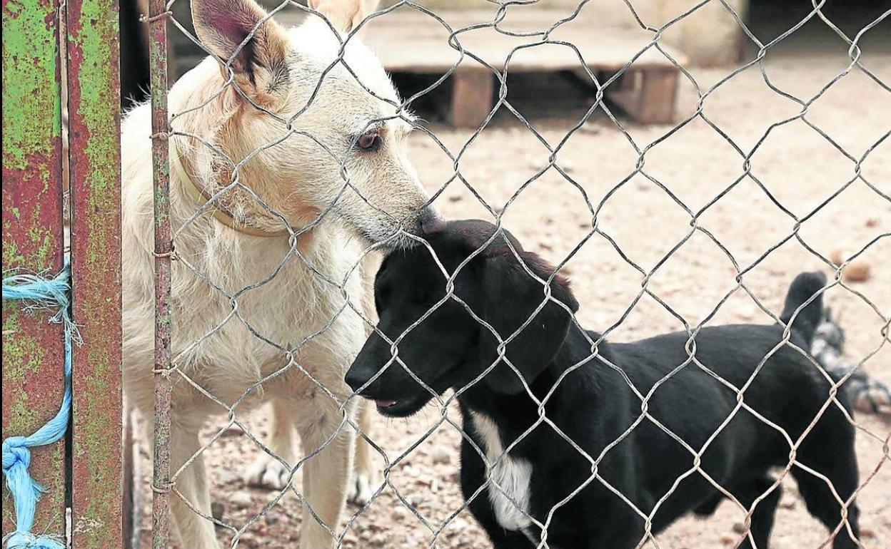 Dos perros recogidos en la calle y trasladados a un refugio de animales. 