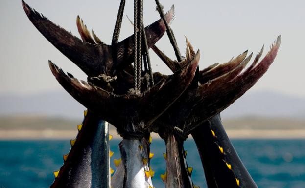 Peces que pueden cenar los niños y las embarazadas tras el aviso de evitar atún rojo, emperador y lucio