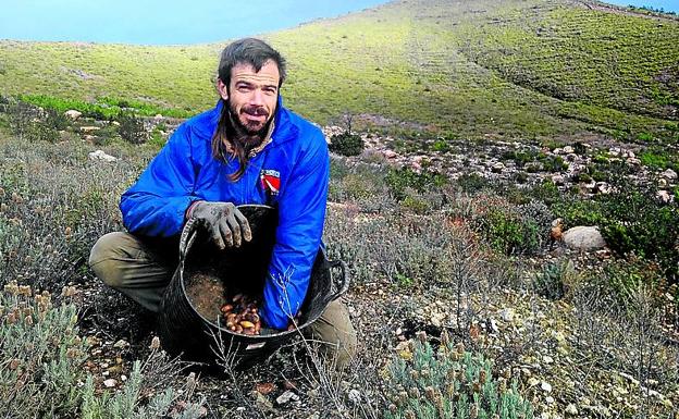 'Bongui' recoge bellotas en la Sierra de Gata. 