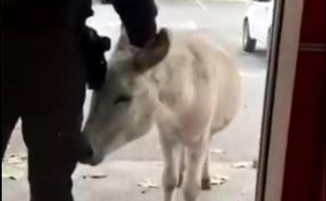 El burro, enfrente del supermercado. 