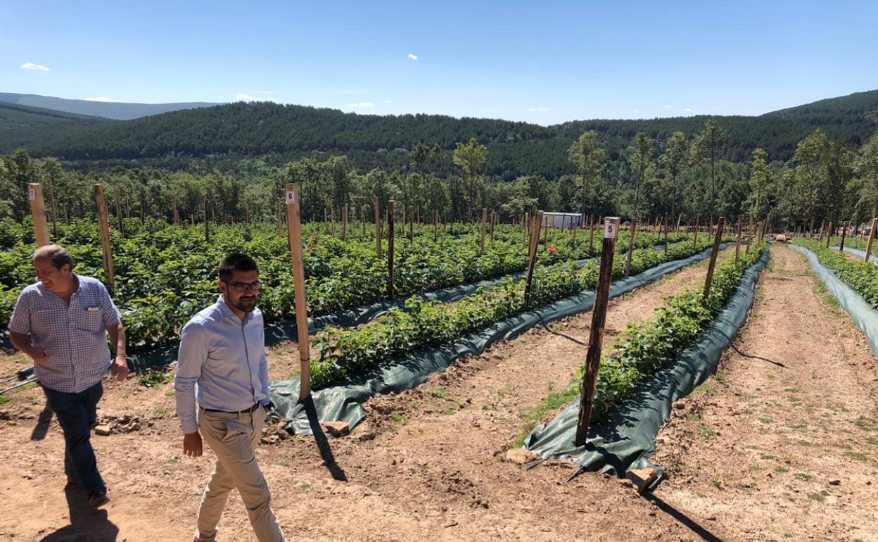 Siete familias de El Royo ya comercializan los primeros frutos rojos bajo la marca 'Bosque Soria, sabores de altura'