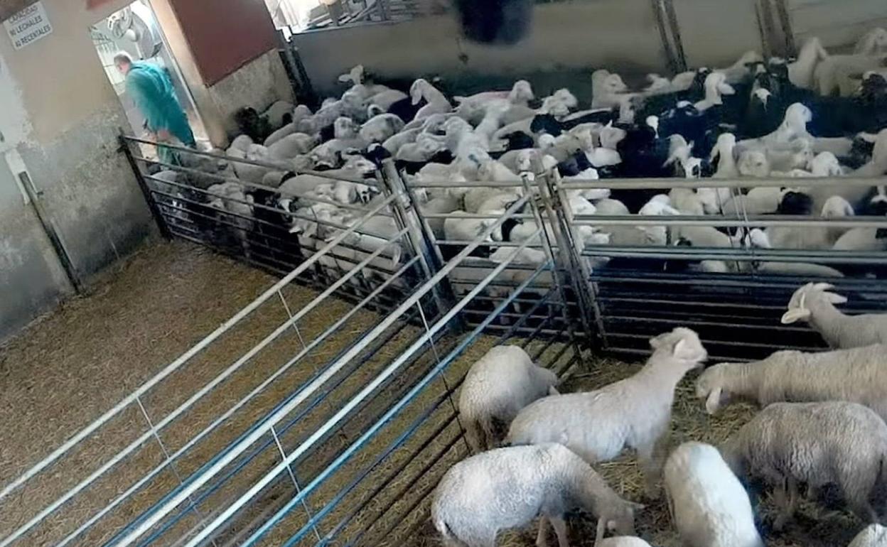 Captura del vídeo que difundió hace un año la ONG Equalia del matadero de Riaza. 