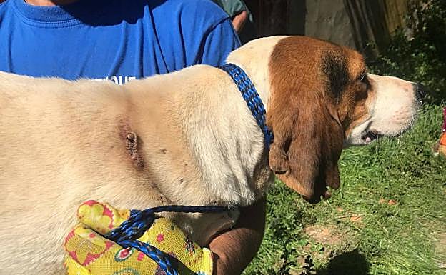 Imagen principal - Estado en el que se encontraban algunos de los animales hallados en la nave