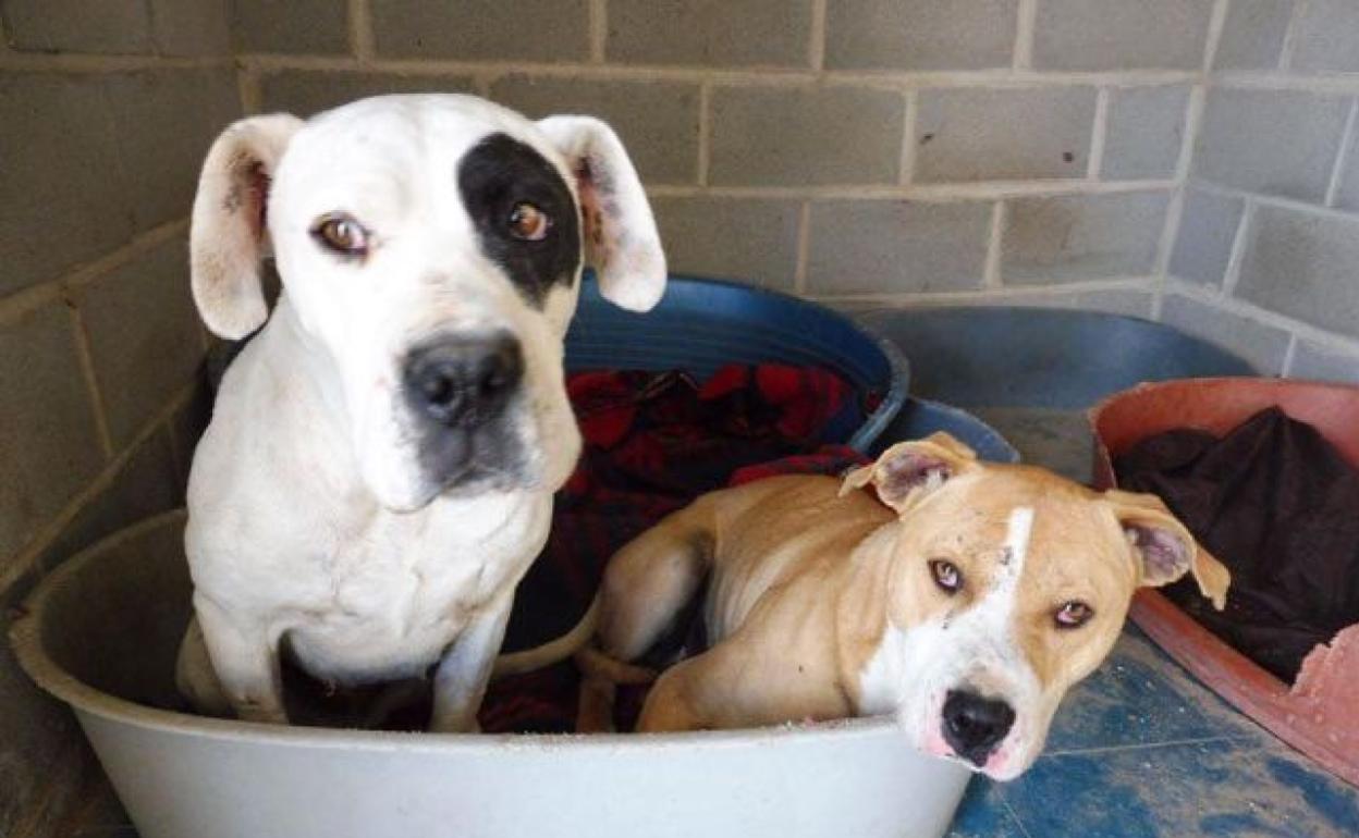 Algunos de los animales que fueron encontrados y trasladados a la Protectora Scooby.