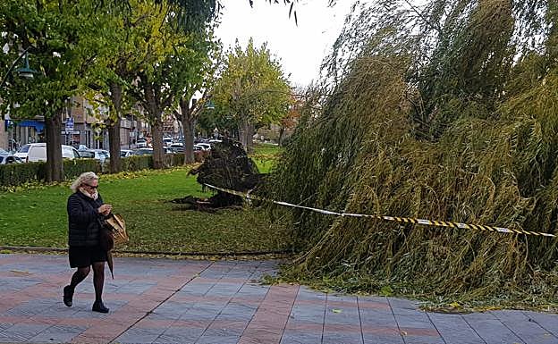 Árbol derribado en el paseo del río Bernesga.