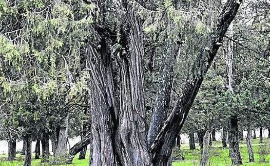 Detalle de Sabina de Calatañazor.