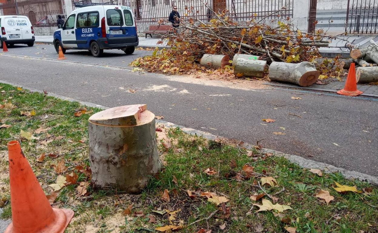 Tocón de uno de los árboles del Paseo de Filipinos durante la tala.