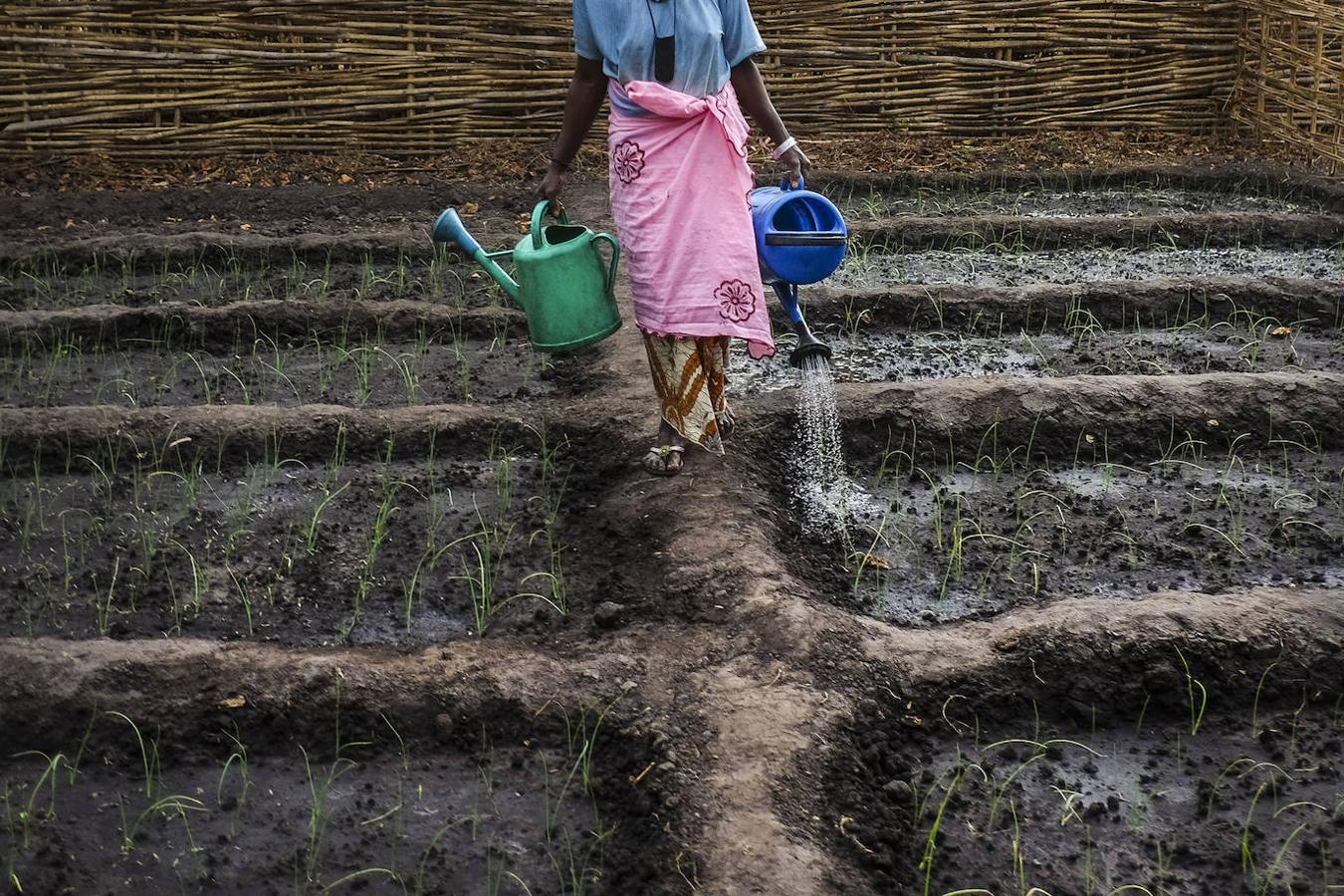 Seguridad Alimentaria. Guinea Bissau. Sissacunda.