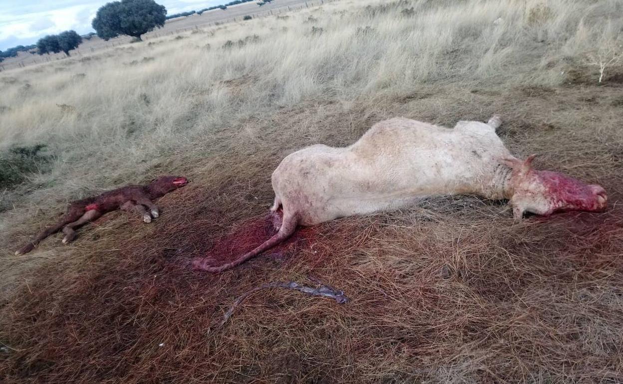 Imagen de otro vaca con su ternoro matados por los buitrees en otra ocasión.