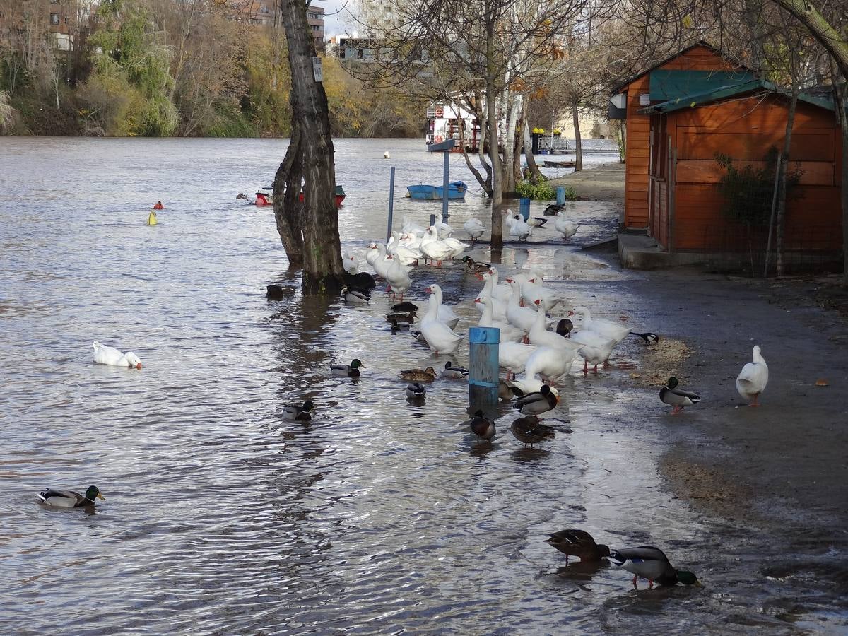 A última hora del lunes, el río llegó a arrastrar 272 metros cúbicos y anegó los paseos inferiores bajo el puente de Poniente