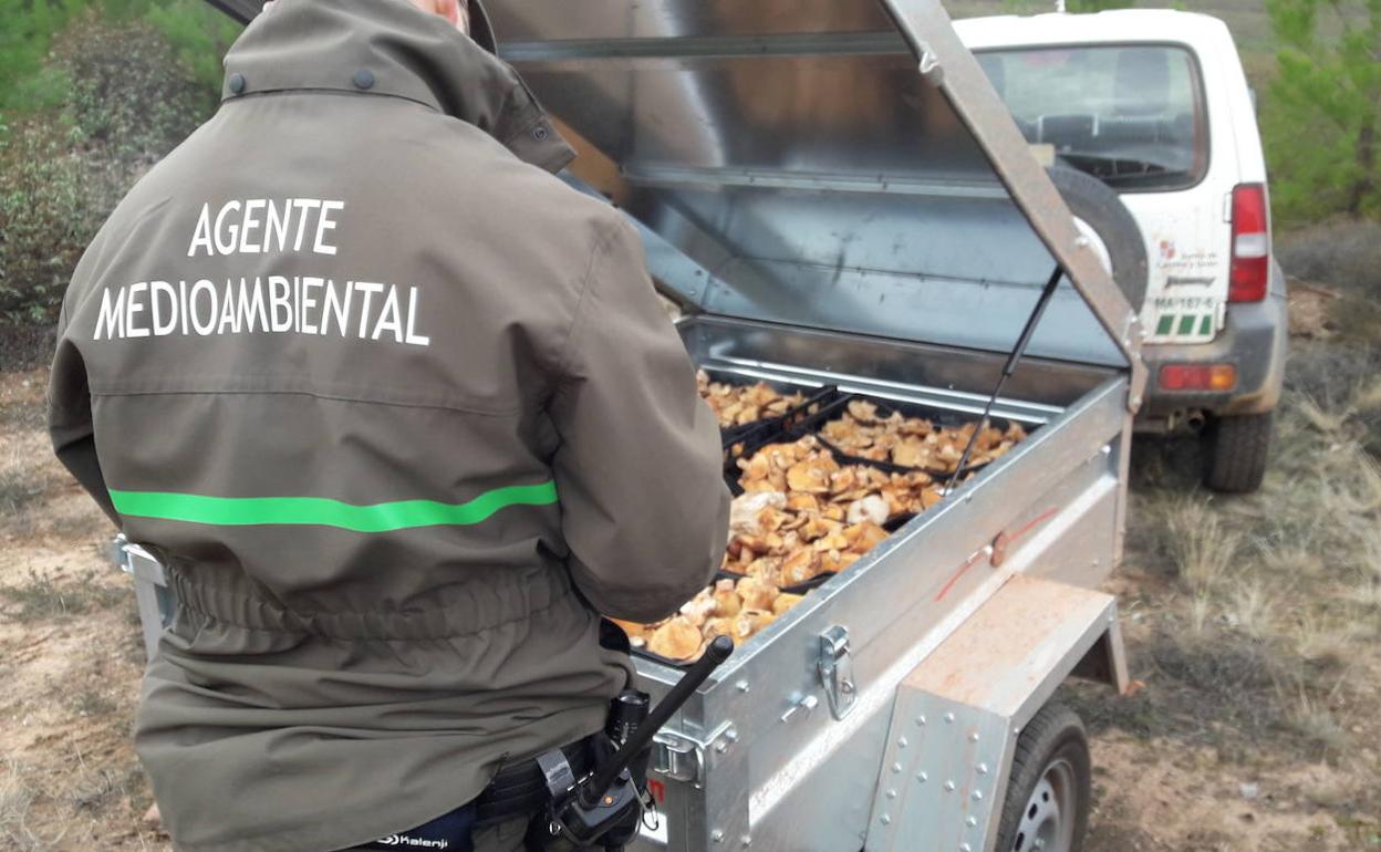 Un agente medioambiental de la Junta, junto a los níscalos decomisados. 