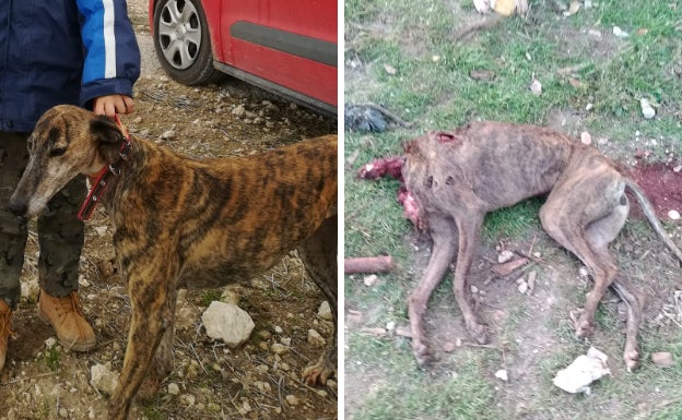 'Chali', la galga española decapitada en Olombrada.