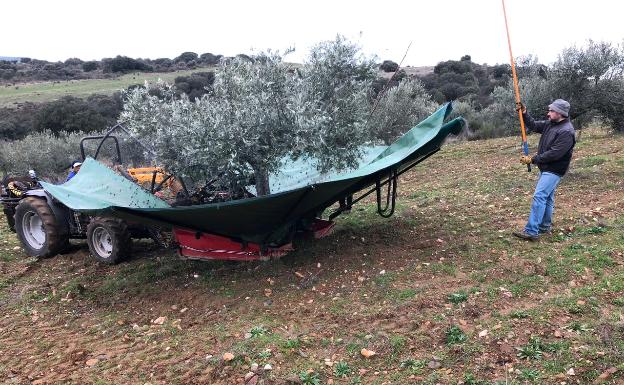 Recogida de la aceituna en Ahigal de los Aceiteros, Salamanca.