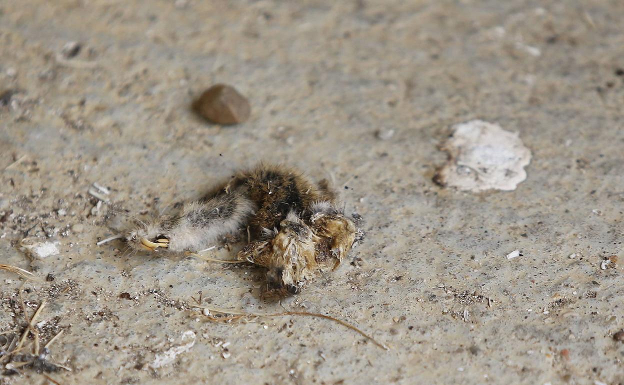 Confirmados tres nuevos casos de tularemia en Palencia y ya son 67 los afectados en la provincia