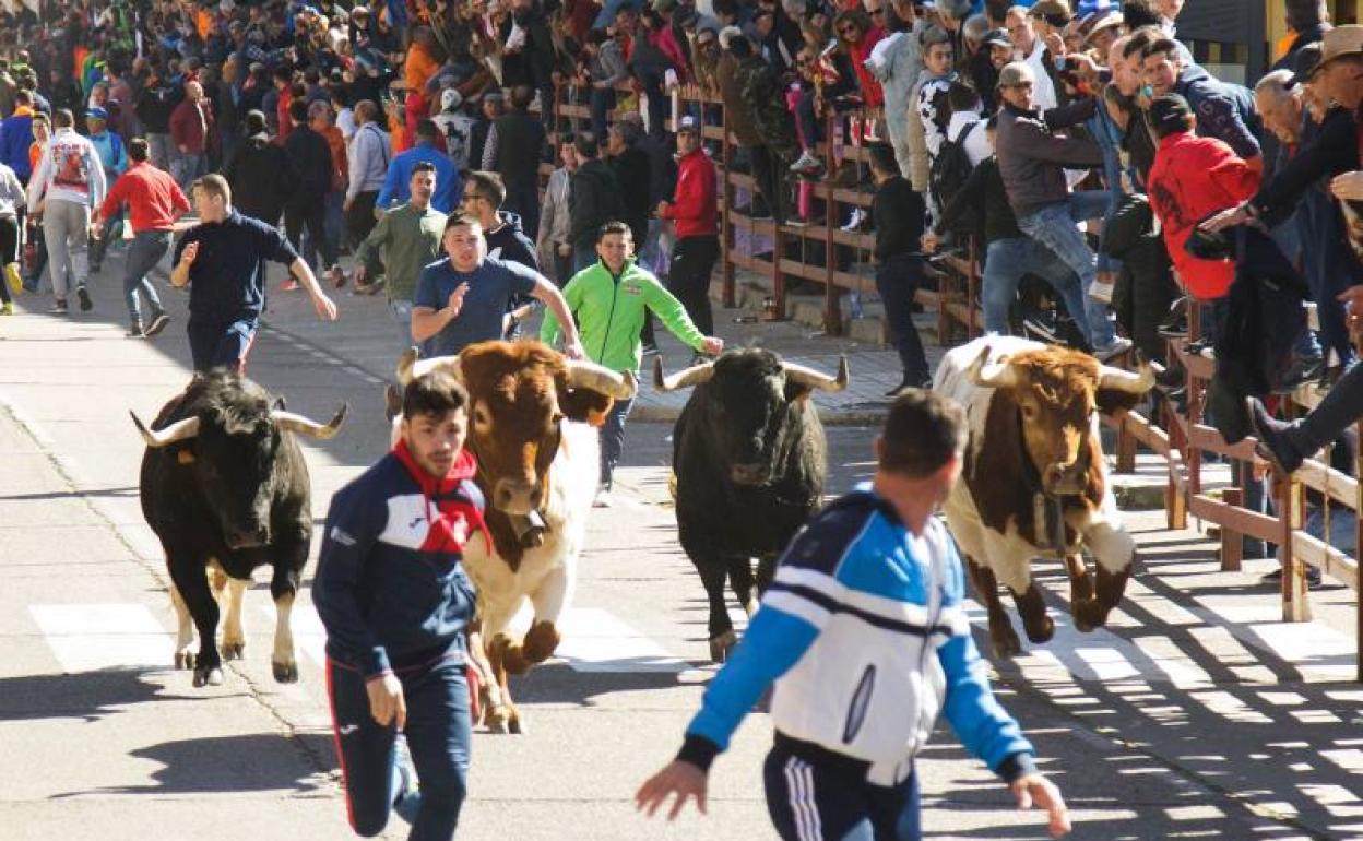 Encierro en la avenida Conde Foxá de Ciudad Rodrigo.