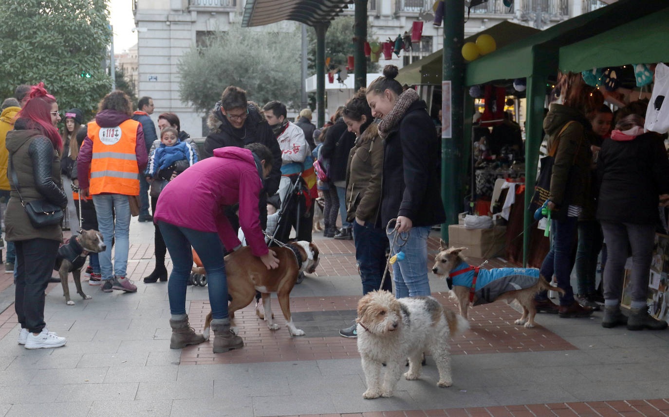 La primera edición de Animalid ha congregado este domingo en Plaza de España de Valladolid a una veintena de asociaciones protectoras, que han dado a conocer la labor que realizan con los animales abandonados y han acercado a la ciudad su «propia realidad» sobre esta forma de maltrato.