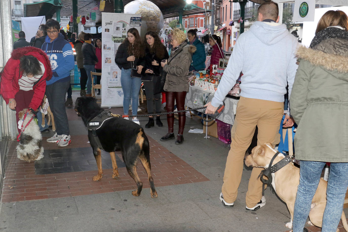 La primera edición de Animalid ha congregado este domingo en Plaza de España de Valladolid a una veintena de asociaciones protectoras, que han dado a conocer la labor que realizan con los animales abandonados y han acercado a la ciudad su «propia realidad» sobre esta forma de maltrato.