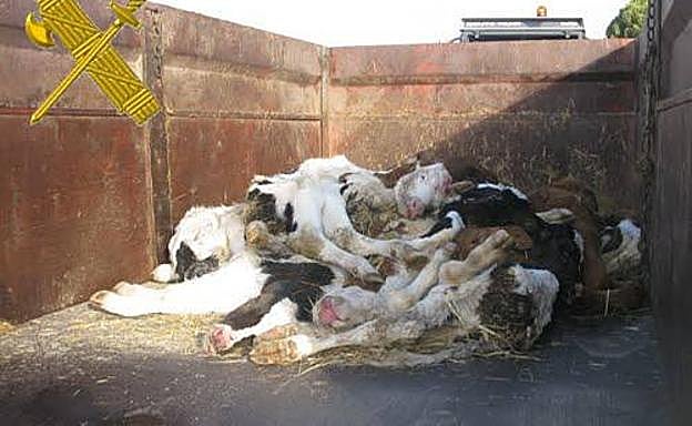 Terneros muertos y desnutridos hallados por miembros del Seprona en una granja
