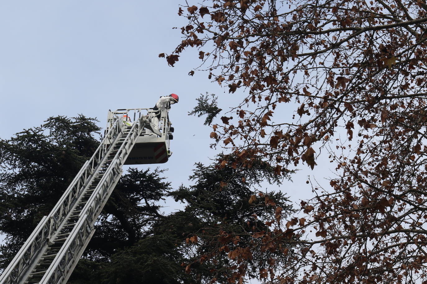 La intervención, en una zona céntrica de Valladolid, ha quitado los materiales acumulados por las aves ante el peligro de desplome, con pesos de alrededor de 500 y 1.000 kg