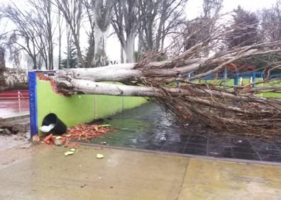 Imagen secundaria 1 - Elementos derribados por el viento y la lluvia en Medina de Rioseco.