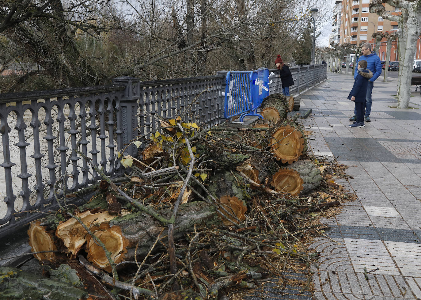 Árboles caidos, puentes y parques anegados por la crecida del río. 