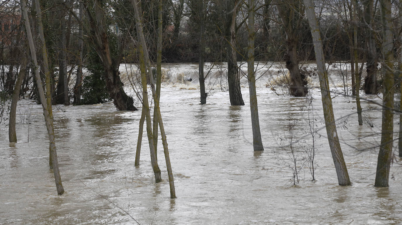 Árboles caidos, puentes y parques anegados por la crecida del río. 