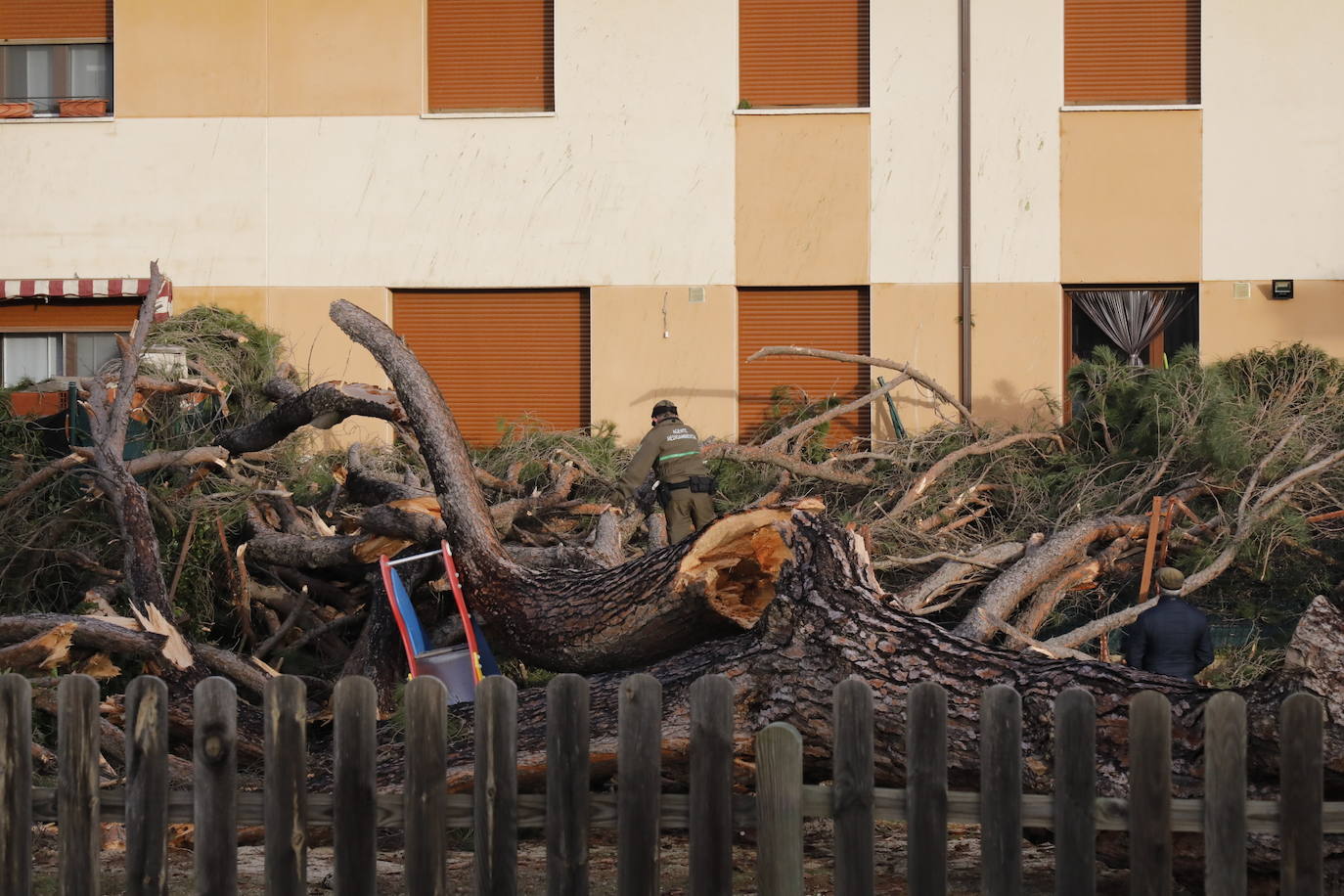 El pino Macareno, símbolo de Peñafiel 