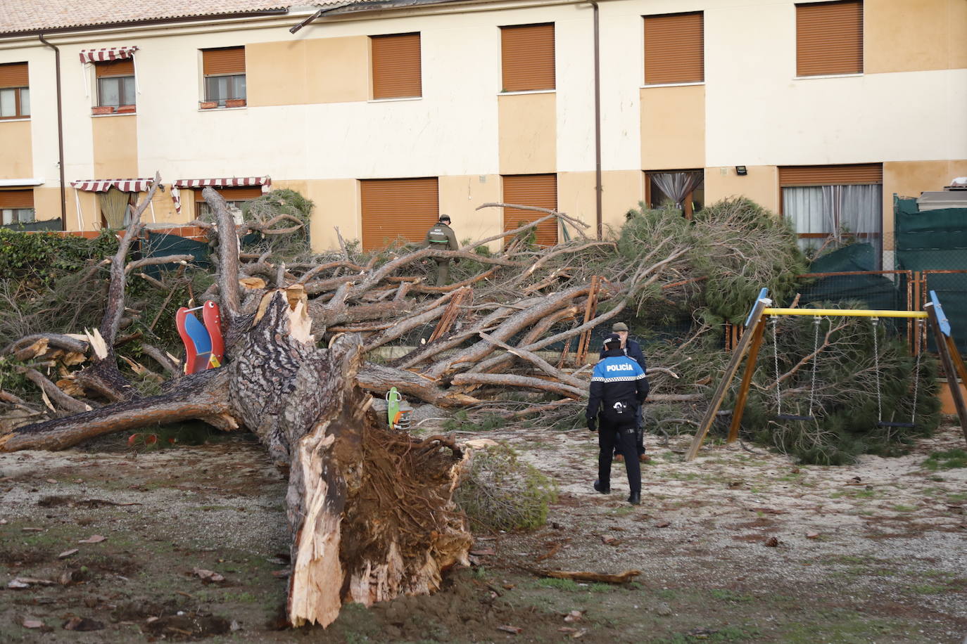 El pino Macareno, símbolo de Peñafiel 