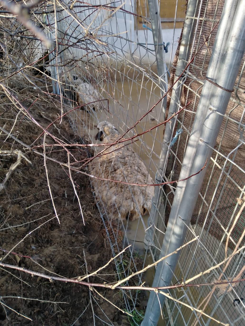 Inundación de naves en Saelices de Mayorga por la crecida del río Cea con ahogamiento de medio centenar de ovejas